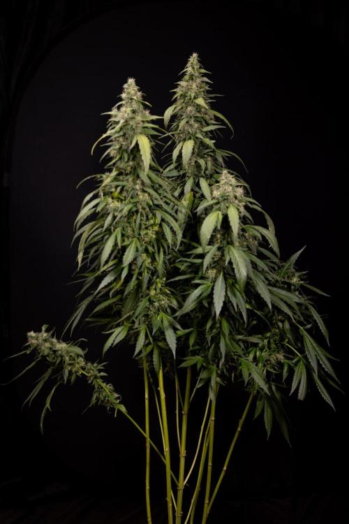 Alien OG 👽 - Zamnesia x B&B. Week 13 - Alien OG #1 - No Techniques