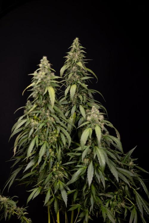 Alien OG 👽 - Zamnesia x B&B. Week 13 - Alien OG #1 - No Techniques