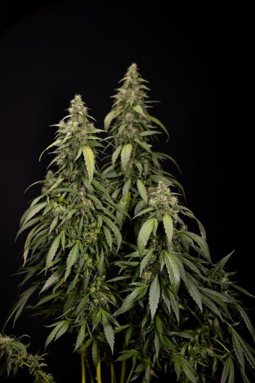 Alien OG 👽 - Zamnesia x B&B. Week 13 - Alien OG #1 - No Techniques