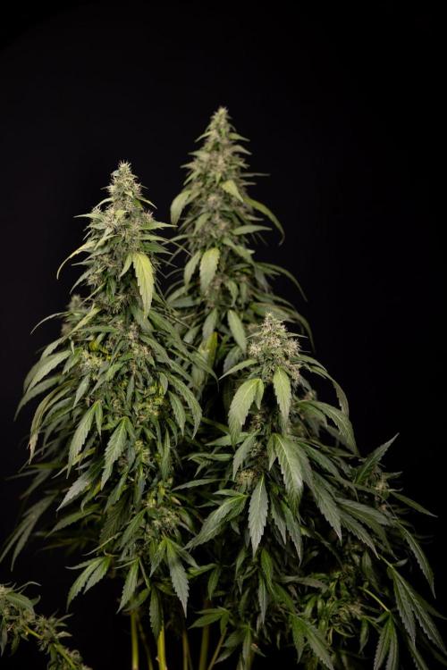 Alien OG 👽 - Zamnesia x B&B. Week 13 - Alien OG #1 - No Techniques