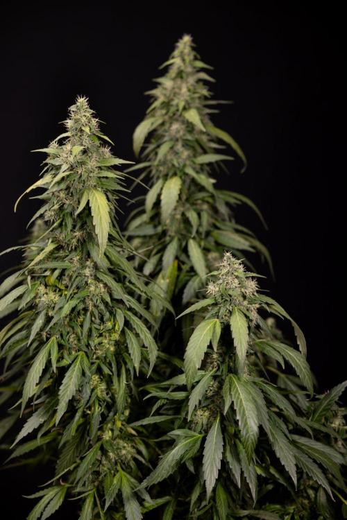 Alien OG 👽 - Zamnesia x B&B. Week 13 - Alien OG #1 - No Techniques