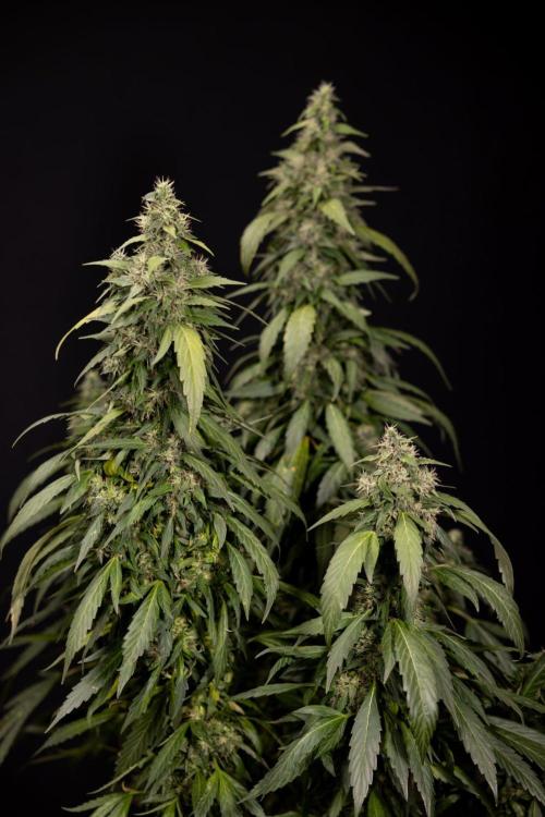 Alien OG 👽 - Zamnesia x B&B. Week 13 - Alien OG #1 - No Techniques