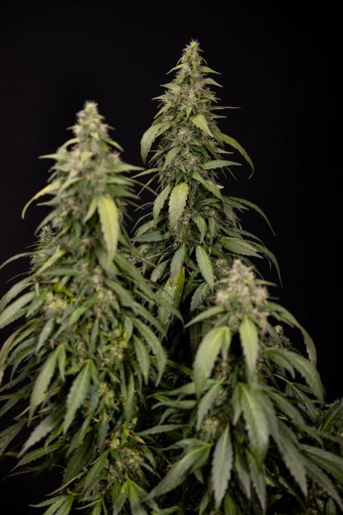 Alien OG 👽 - Zamnesia x B&B. Week 13 - Alien OG #1 - No Techniques