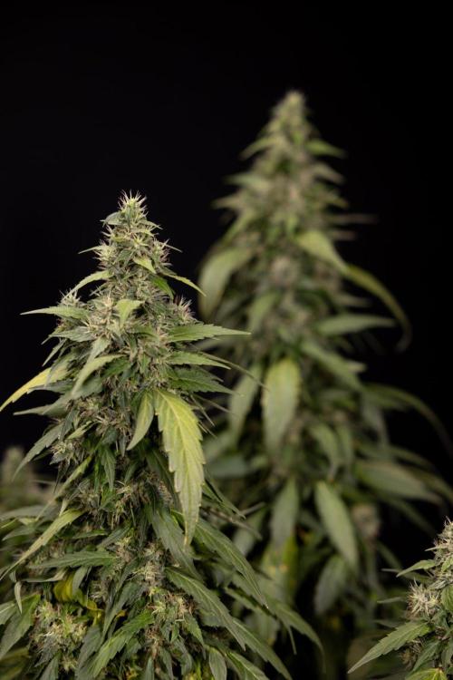Alien OG 👽 - Zamnesia x B&B. Week 13 - Alien OG #1 - No Techniques