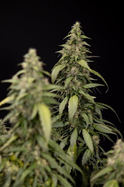 Alien OG 👽 - Zamnesia x B&B. Week 13 - Alien OG #1 - No Techniques