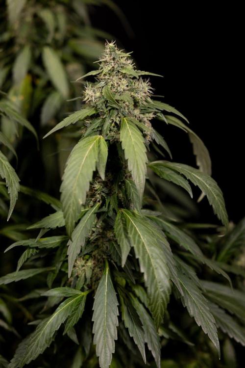 Alien OG 👽 - Zamnesia x B&B. Week 13 - Alien OG #1 - No Techniques