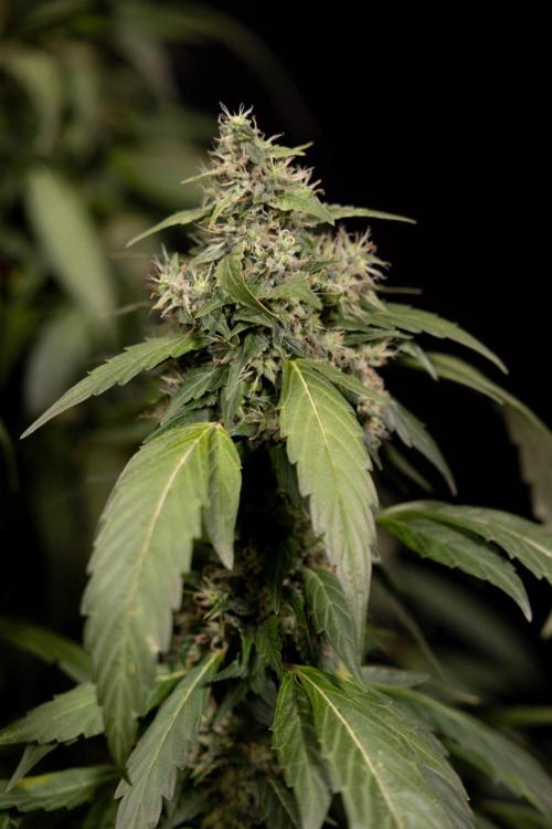 Alien OG 👽 - Zamnesia x B&B. Week 13 - Alien OG #1 - No Techniques