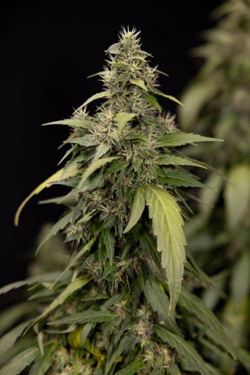Alien OG 👽 - Zamnesia x B&B. Week 13 - Alien OG #1 - No Techniques