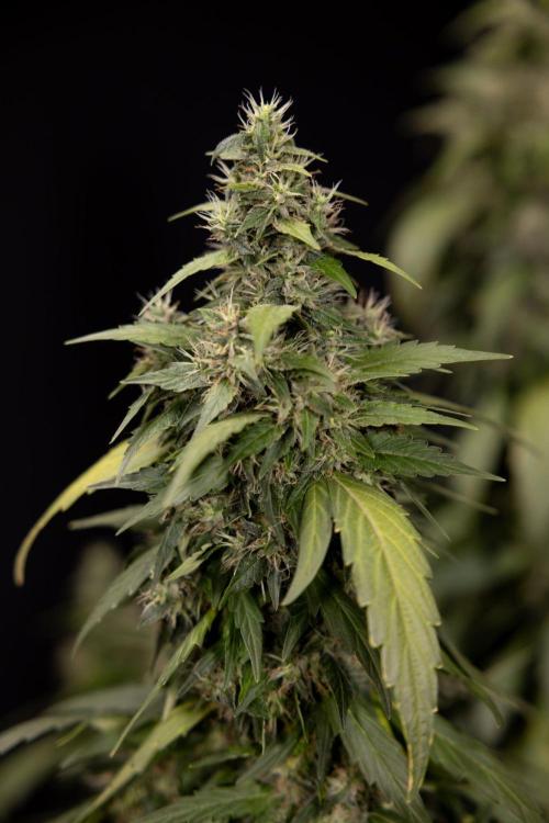 Alien OG 👽 - Zamnesia x B&B. Week 13 - Alien OG #1 - No Techniques