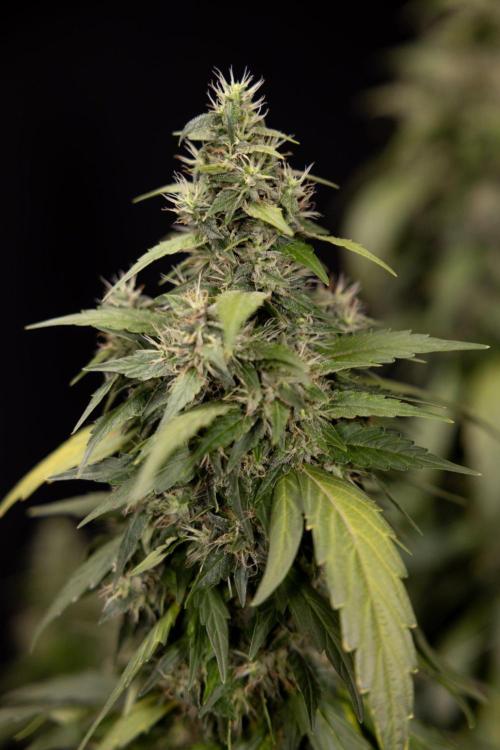 Alien OG 👽 - Zamnesia x B&B. Week 13 - Alien OG #1 - No Techniques