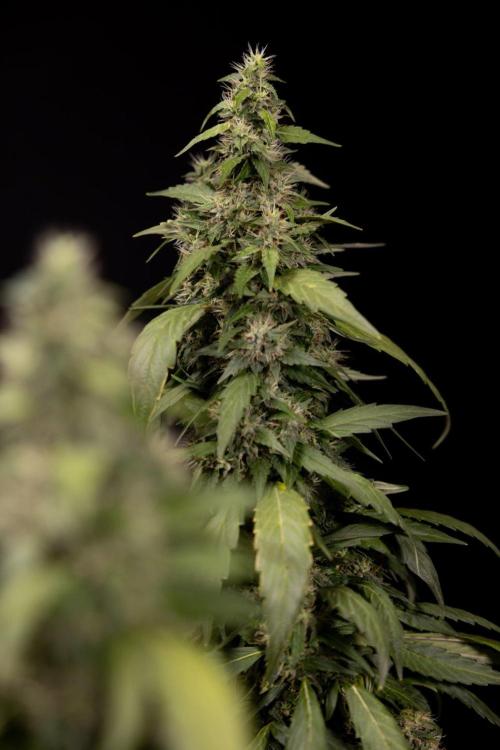Alien OG 👽 - Zamnesia x B&B. Week 13 - Alien OG #1 - No Techniques