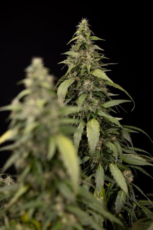 Alien OG 👽 - Zamnesia x B&B. Week 13 - Alien OG #1 - No Techniques