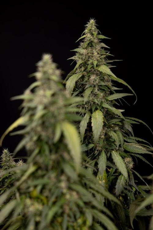 Alien OG 👽 - Zamnesia x B&B. Week 13 - Alien OG #1 - No Techniques
