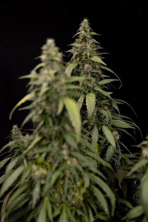 Alien OG 👽 - Zamnesia x B&B. Week 13 - Alien OG #1 - No Techniques
