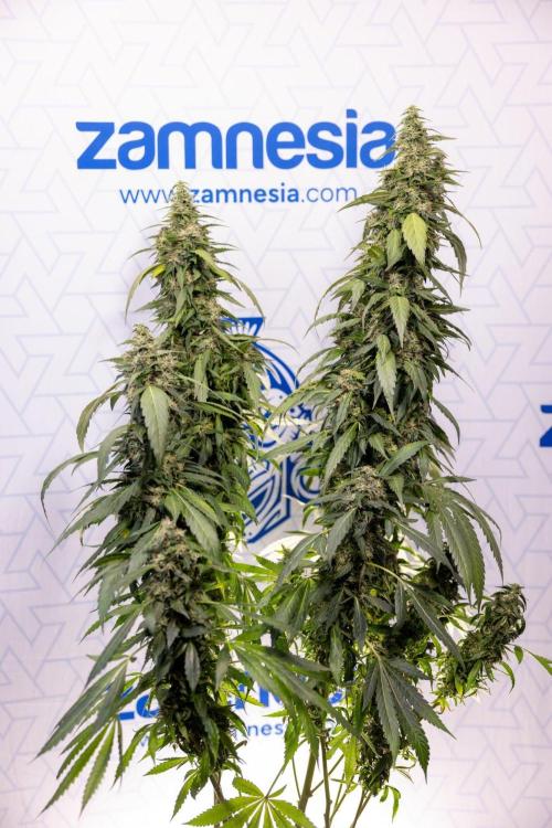 Alien OG 👽 - Zamnesia x B&B. Week 13 - Alien OG #1 - No Techniques