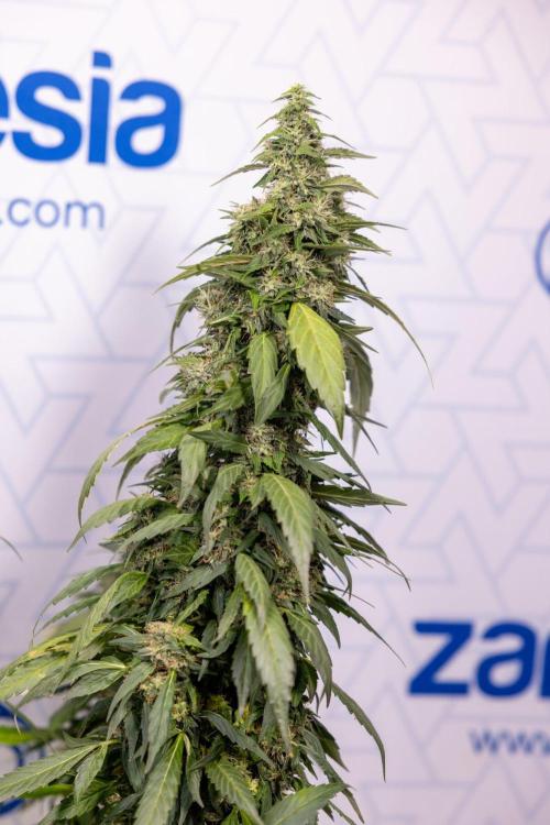 Alien OG 👽 - Zamnesia x B&B. Week 13 - Alien OG #1 - No Techniques