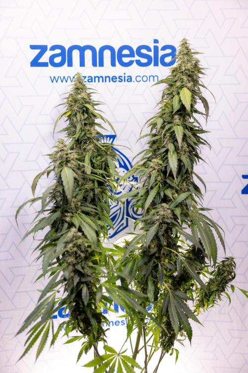 Alien OG 👽 - Zamnesia x B&B. Week 13 - Alien OG #1 - No Techniques