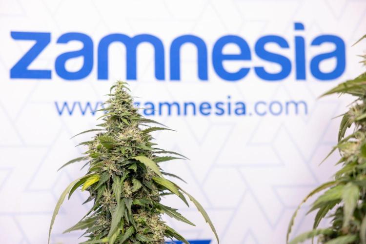 Alien OG 👽 - Zamnesia x B&B. Week 13 - Alien OG #1 - No Techniques