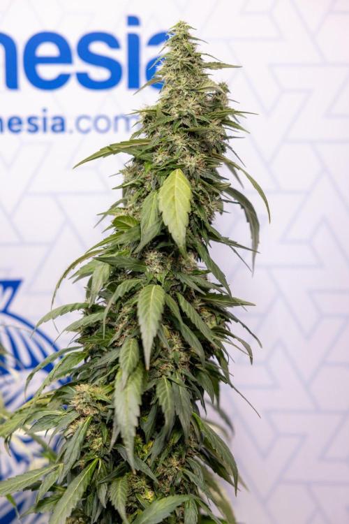 Alien OG 👽 - Zamnesia x B&B. Week 13 - Alien OG #1 - No Techniques