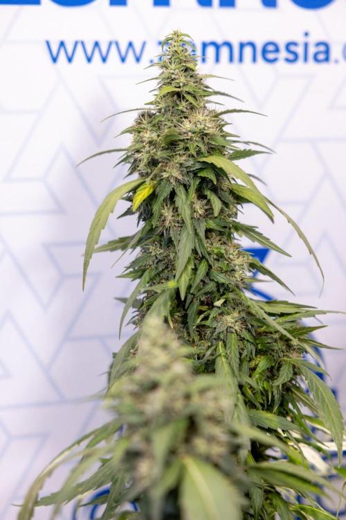 Alien OG 👽 - Zamnesia x B&B. Week 13 - Alien OG #1 - No Techniques