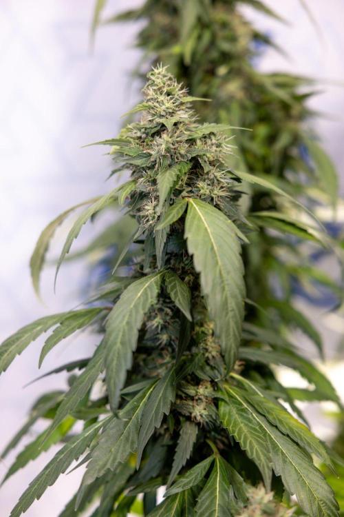 Alien OG 👽 - Zamnesia x B&B. Week 13 - Alien OG #1 - No Techniques