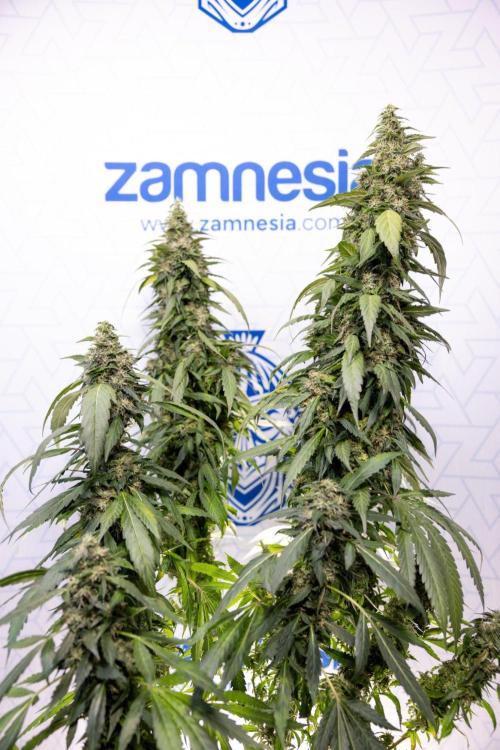 Alien OG 👽 - Zamnesia x B&B. Week 13 - Alien OG #1 - No Techniques