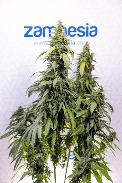 Alien OG 👽 - Zamnesia x B&B. Week 13 - Alien OG #1 - No Techniques