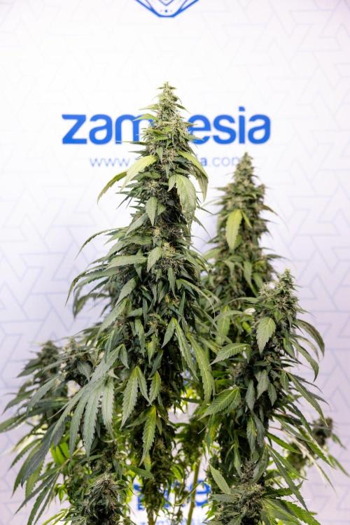 Alien OG 👽 - Zamnesia x B&B. Week 13 - Alien OG #1 - No Techniques