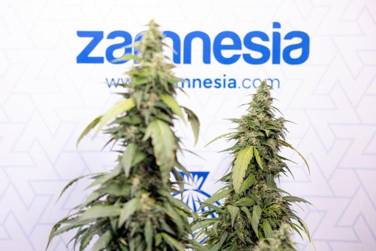 Alien OG 👽 - Zamnesia x B&B. Week 13 - Alien OG #1 - No Techniques