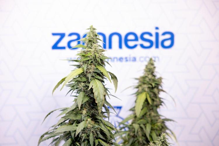 Alien OG 👽 - Zamnesia x B&B. Week 13 - Alien OG #1 - No Techniques