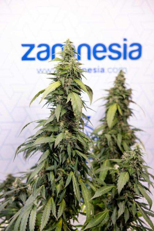 Alien OG 👽 - Zamnesia x B&B. Week 13 - Alien OG #1 - No Techniques
