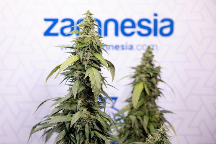 Alien OG 👽 - Zamnesia x B&B. Week 13 - Alien OG #1 - No Techniques