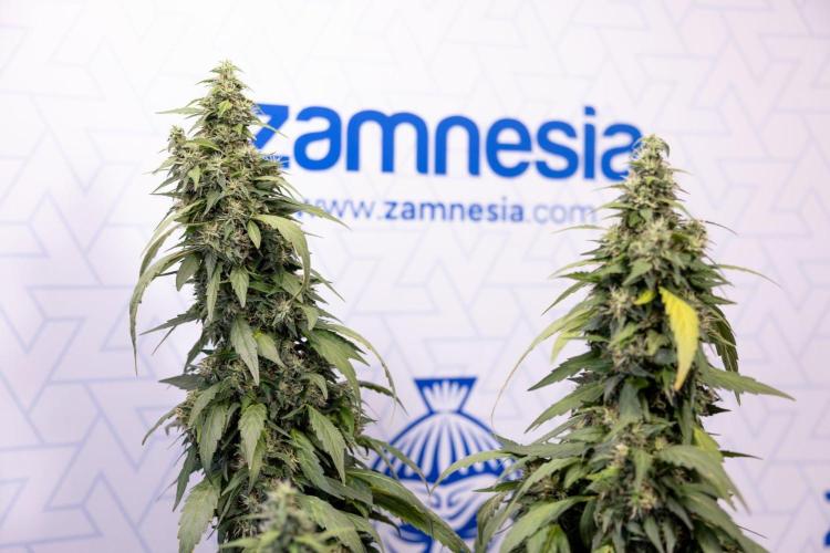 Alien OG 👽 - Zamnesia x B&B. Week 13 - Alien OG #1 - No Techniques