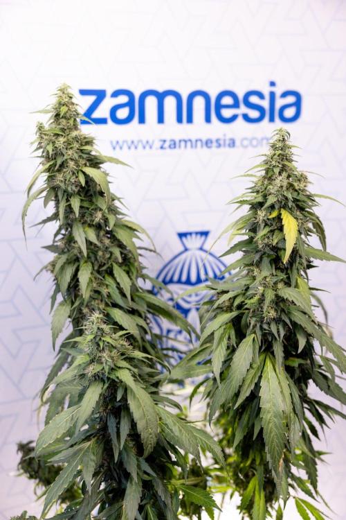 Alien OG 👽 - Zamnesia x B&B. Week 13 - Alien OG #1 - No Techniques