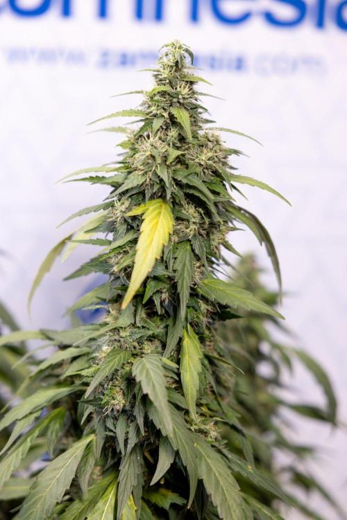 Alien OG 👽 - Zamnesia x B&B. Week 13 - Alien OG #1 - No Techniques