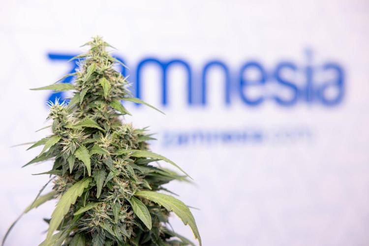 Alien OG 👽 - Zamnesia x B&B. Week 13 - Alien OG #1 - No Techniques