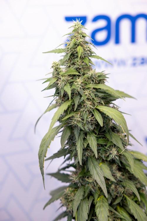 Alien OG 👽 - Zamnesia x B&B. Week 13 - Alien OG #1 - No Techniques