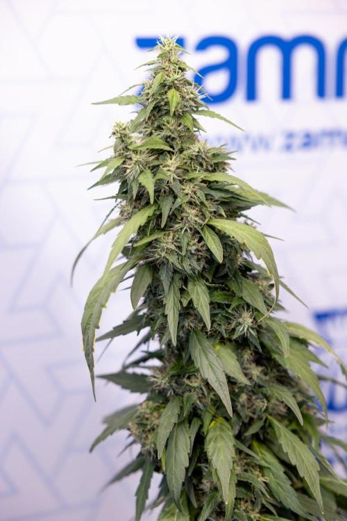 Alien OG 👽 - Zamnesia x B&B. Week 13 - Alien OG #1 - No Techniques