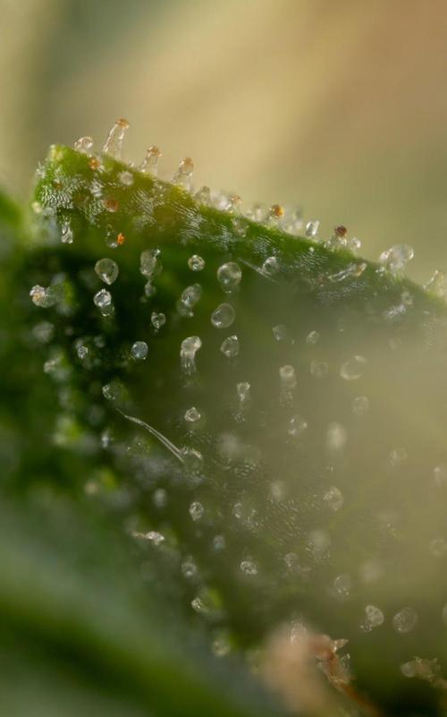 Alien OG 👽 - Zamnesia x B&B. Week 13 - Alien OG #1 - Micro Worlds
