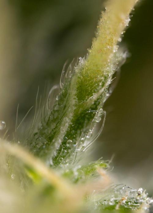Alien OG 👽 - Zamnesia x B&B. Week 13 - Alien OG #1 - Micro Worlds
