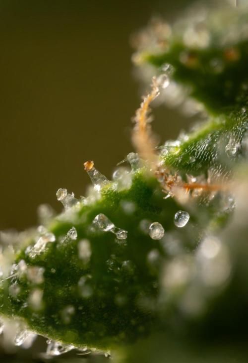 Alien OG 👽 - Zamnesia x B&B. Week 13 - Alien OG #1 - Micro Worlds