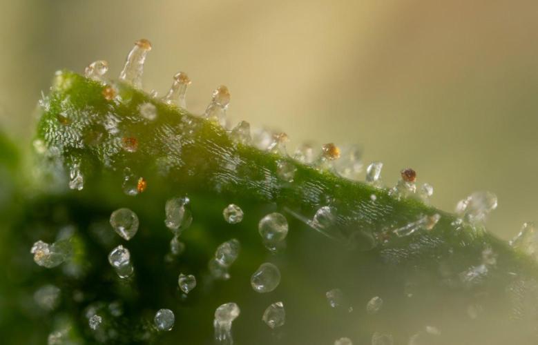 Alien OG 👽 - Zamnesia x B&B. Week 13 - Alien OG #1 - Micro Worlds