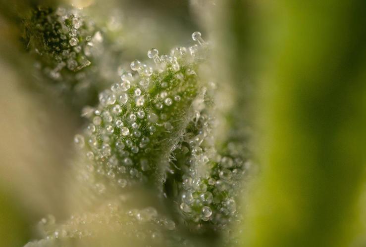 Alien OG 👽 - Zamnesia x B&B. Week 13 - Alien OG #1 - Micro Worlds