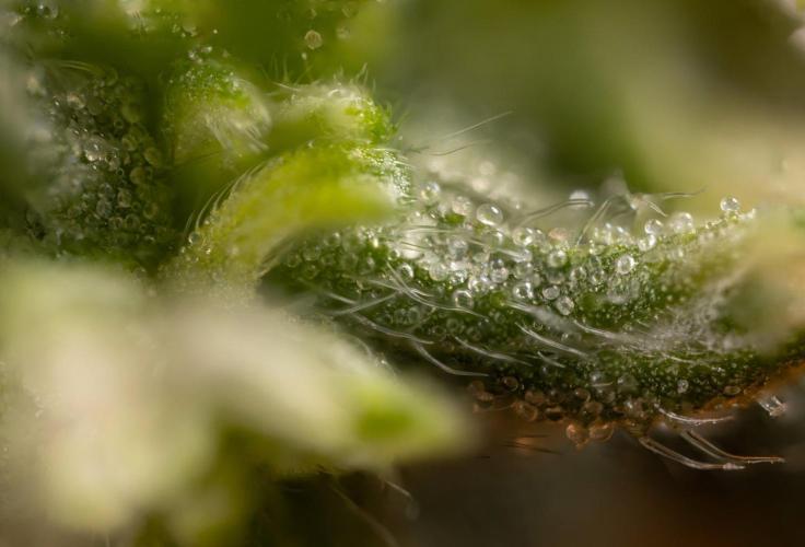 Alien OG 👽 - Zamnesia x B&B. Week 13 - Alien OG #1 - Micro Worlds