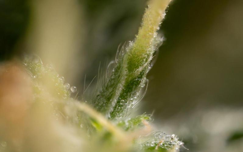 Alien OG 👽 - Zamnesia x B&B. Week 13 - Alien OG #1 - Micro Worlds