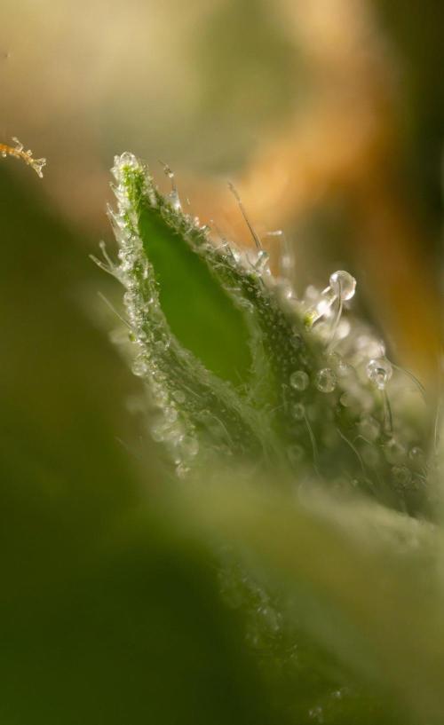 Alien OG 👽 - Zamnesia x B&B. Week 13 - Alien OG #1 - Micro Worlds