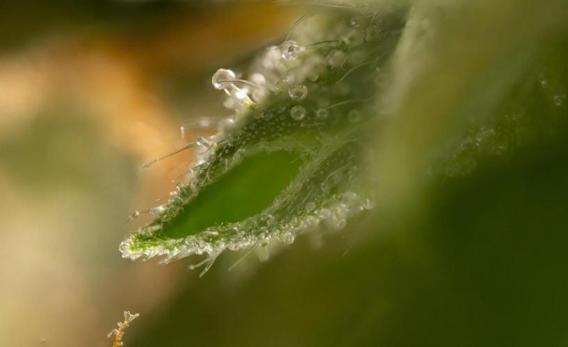 Alien OG 👽 - Zamnesia x B&B. Week 13 - Alien OG #1 - Micro Worlds