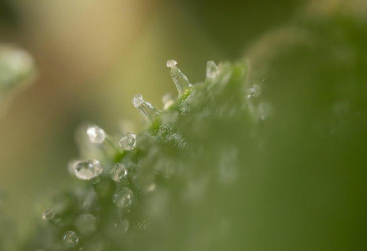 Alien OG 👽 - Zamnesia x B&B. Week 13 - Alien OG #1 - Micro Worlds
