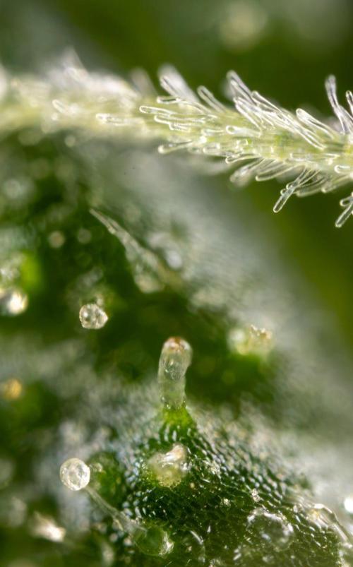 Alien OG 👽 - Zamnesia x B&B. Week 13 - Alien OG #1 - Micro Worlds