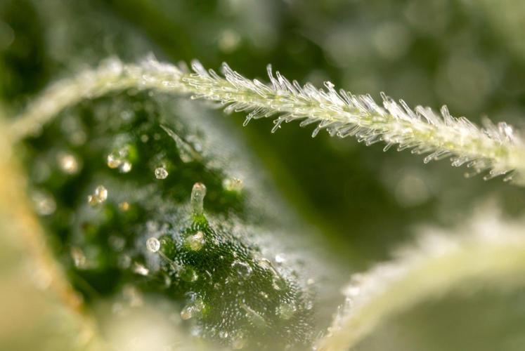 Alien OG 👽 - Zamnesia x B&B. Week 13 - Alien OG #1 - Micro Worlds